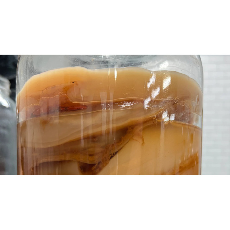 House Kombucha Scoby