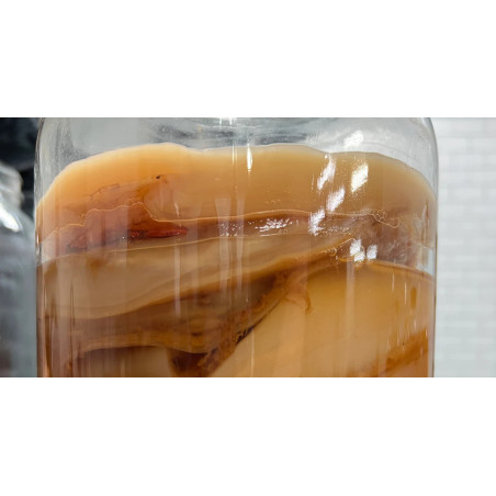 House Kombucha Scoby