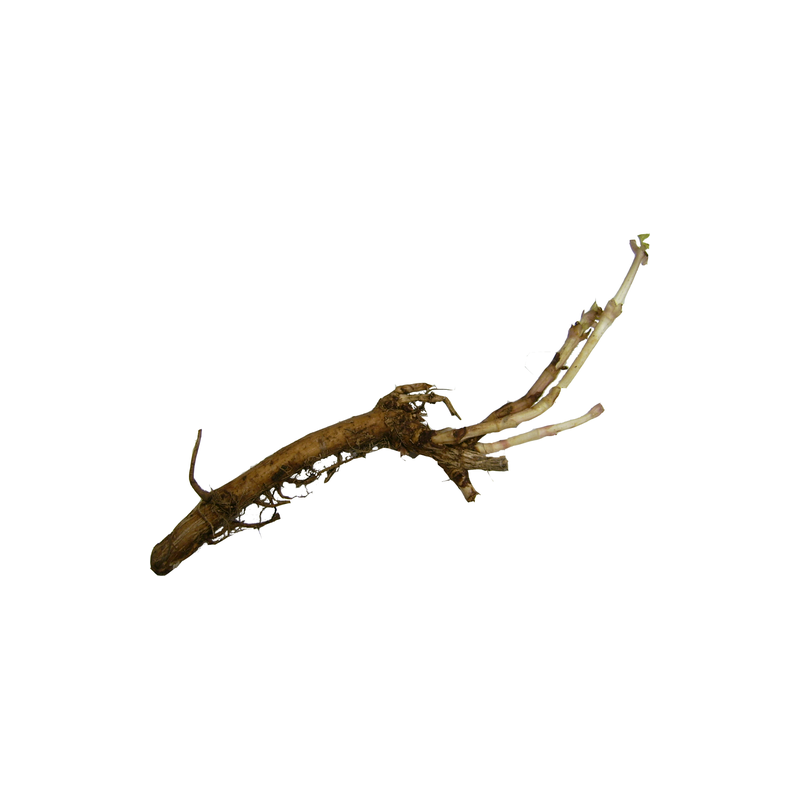 Hop Rhizomes (Pre-Order) Hop Rhizomes (Pre-Order)