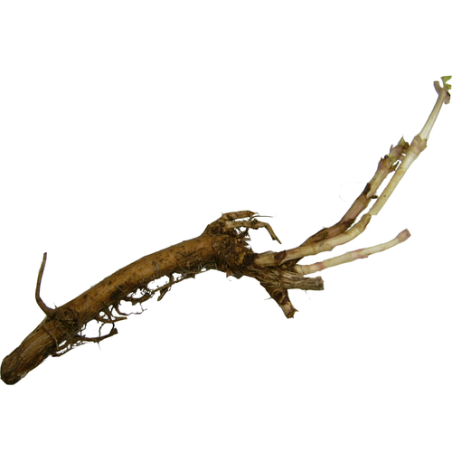 Hop Rhizomes (Pre-Order)