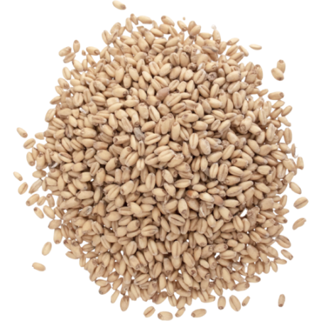 White Wheat Malt - Briess Malting