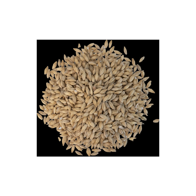 Belgian Pilsner Malt - Dingemans Malting