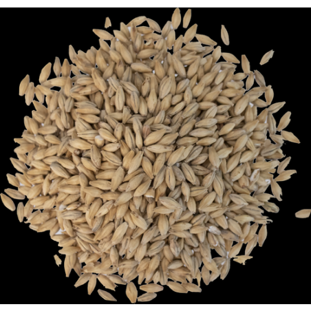 Belgian Pilsner Malt - Dingemans Malting