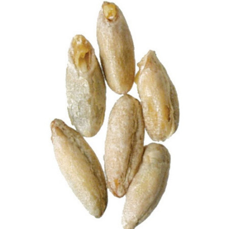Briess - Malted Rye