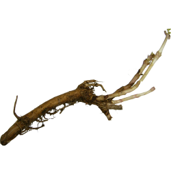 Hop Rhizomes (Pre-Order)
