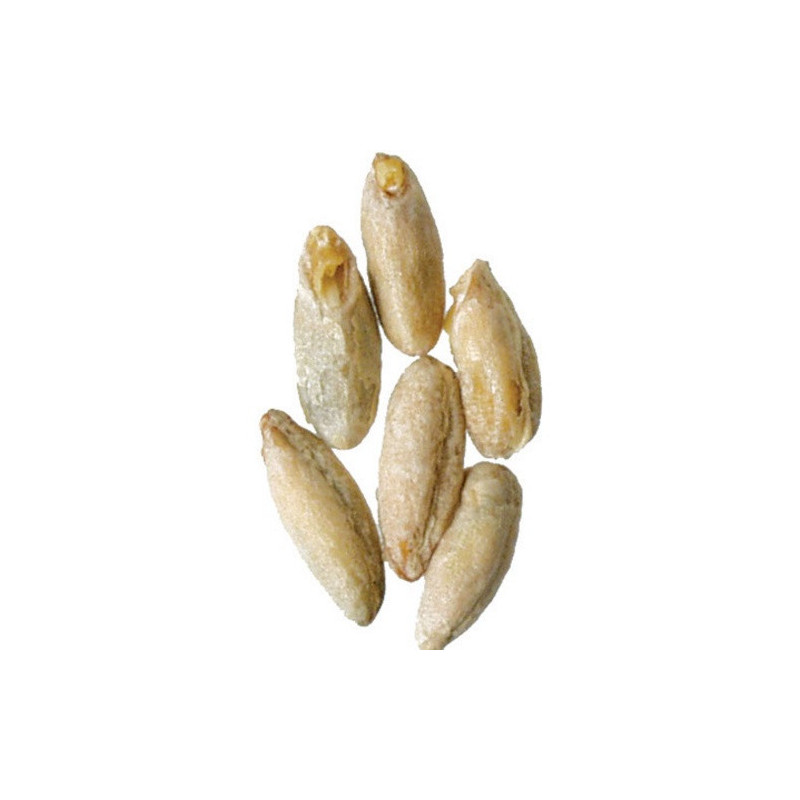 Briess - Malted Rye