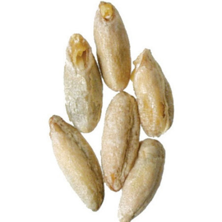 Briess - Malted Rye